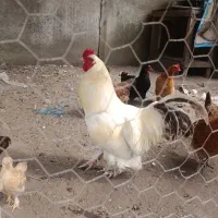 خروس برهما