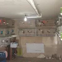 80عدد قناری رسمی بلند و سرخ و شتری شیرازی
