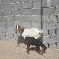 بز پاکستانی زاییده