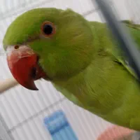 جوجه طوطی ملنگو