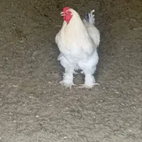 مرغ  وخروس برهما