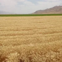 گندم