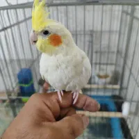 عروس هلندی