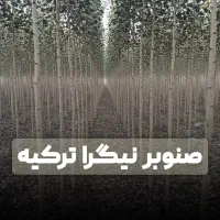 فروش نهال صنوبربرای استفاده درصنعت چوب بادرامدبالا