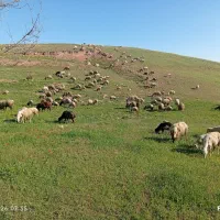 80راس گوسفند