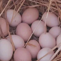 تخم مرغ لاری نطفه دار
