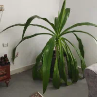گل طبیعی سوسن انکبوتی