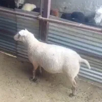 گوسفند زنده