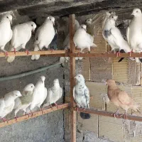 کبوتر یکجایی