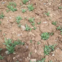 کارگر کشاورزی هستیم
