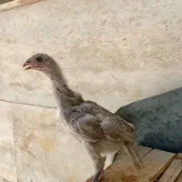 جوجه مرغ لاری اوشامو