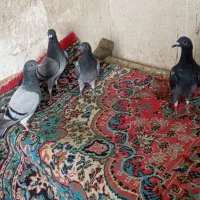 سه عدد پاشی سپه اوجاخ اوناق دوتا ماده یک نر