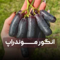 فروش نهال پربار انگور موندراپ+شناسنامه دار