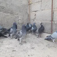 کبوتری پلاکی مسافتی