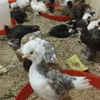 جوجه سلطان  لهستانی برهما خروس مرغ ابریشمی کوشین