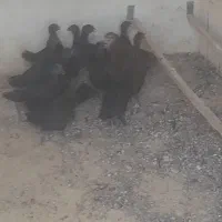 جوجه مرغ سمانی