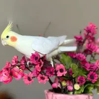 عروس هلندی نر لوتینو سخنگو با قفس