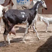 س راس بز دوقلوزا