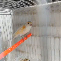 قناری ماده موزایکی وپرتغالی  آماده