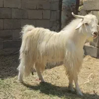 دوتا چپش نری چاق چاق نرماشیر