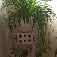 گل گندمی عنکبوتی کاکتوس