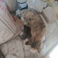 گربه