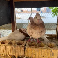 کبوتر طوقی با جوجه