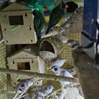 فنچ گلدین، فنچ انگلیسی،طوطی برزیلی