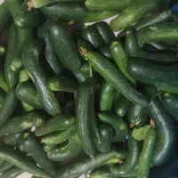 خیار بوته ای نیشابور