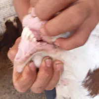 باسلام یک عدد بز چاق