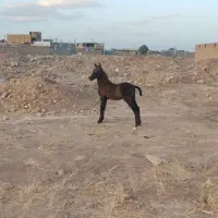 کره اسب