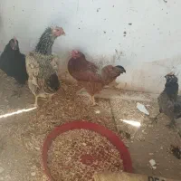 درجه یک