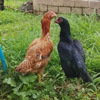 مرغ تخم گذار لاری