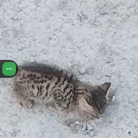 بچه گربه بدون مادر