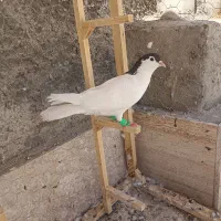 کفتر خال ماده سیاه