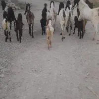 شهرستان