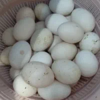 تخم مرغ شرط نطفه دار