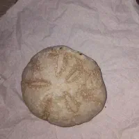 فسیل خارپشت دریایی ۲۰ ملیون ساله