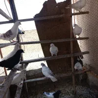 کفتر کبوتر غریب گیری