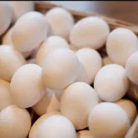 تخم مرغ محلی تخم بلدرچین غاز اردک