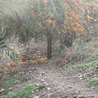 فروش زمین کشاورزی کرابچی با قیمت مناسب