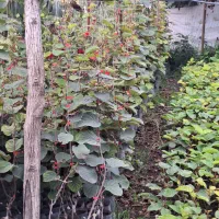فروش نهال کیوی هایوارد طلایی