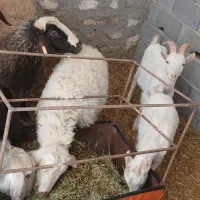 میش و بز سانان