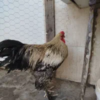 خروس برهما