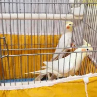 عروس هلندی نر و ماده بفروش میرسد