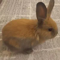 خرگوش مینی لوپ|موش و خرگوش|تهران, شهرآرا|دیوار