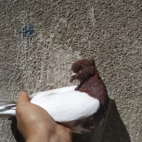 ماده کله سرخ