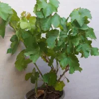 انگور عسگری.گل و گلدان