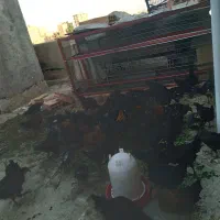 جوجه مرغ خروس سیاه قربانی