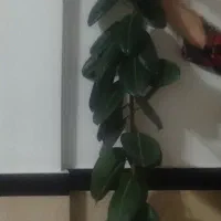 گوش فیل فروشی